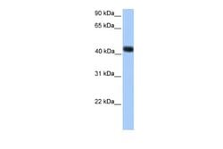 SSBP4 Rabbit anti-Human, Polyclonal, Novus Biologicals 0.1 mL | Buy Online | Novus Biologicals | Fisher Scientific